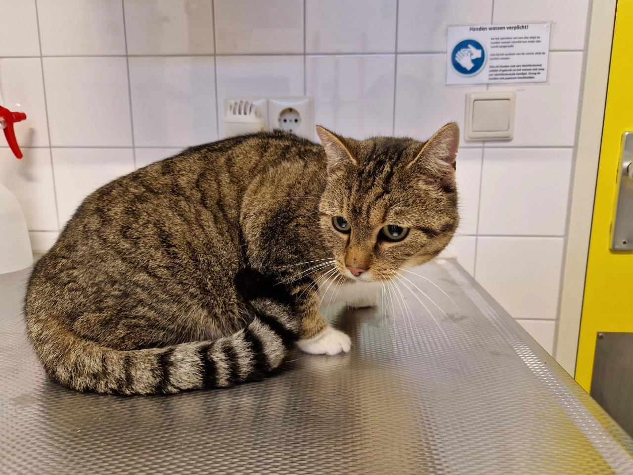 Wie kent kater Soldier?